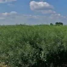 VCU ogled uljana repica - NS, maj 2015