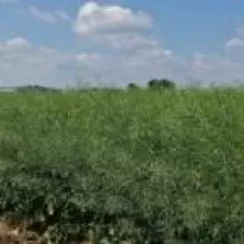 VCU ogled sa uljanom repicom - NS, maj 2015. godine