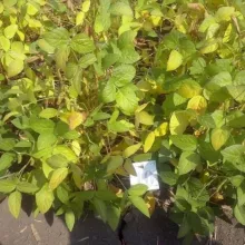 PSS Sremska Mitrovica