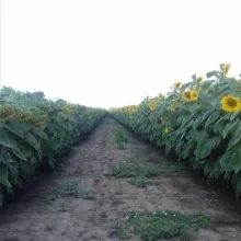 VCU ogled sa suncokretom, PSS Institut Tamiš Pančevo