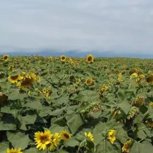 VCU ogled sa suncokretom, PSS Zrenjanin, jul 2016.godine