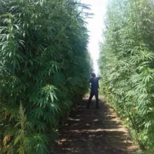 vcu konoplja BP 2016