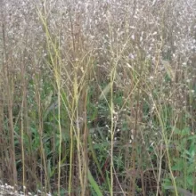 Ogled sa lanikom (Camelina sativa L.), lok. Toplana, PSS Sombor, jul 2016.god.