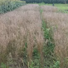 Ogled sa lanikom (Camelina sativa L.), lok. Toplana, PSS Sombor, jul 2016.god.