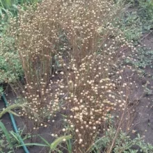 Ogled sa lanom, lok. Toplana, PSS Sombor, jul 2016.god.