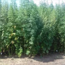 vcu konoplja BP 2016