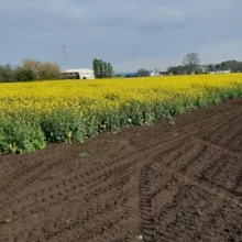 VCU ogled ozime uljane repice 2021 -Rimski Šančevi