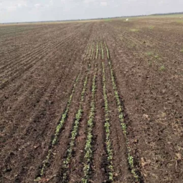 Setva ogled  hibridima ozime uljane repice