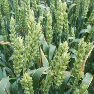 Komisija za priznavanje sorti pšenice i ostalih strnih žita 