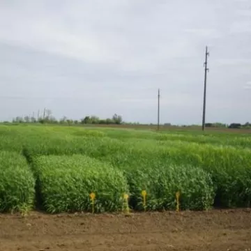 Ogled strna žita - Sombor, april 2015. godine