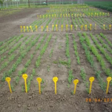 Sombor, april 2015. godine - grašak referentna kolekcija