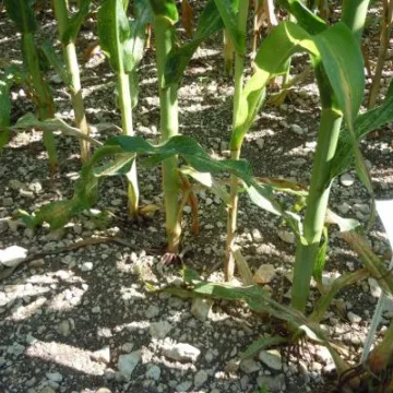 GEVES-ogled sa kukuruzom