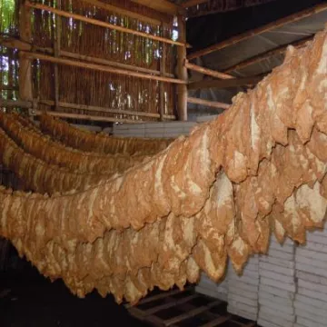 Prirodno sušenje duvana, Gunaroš 2012. godine