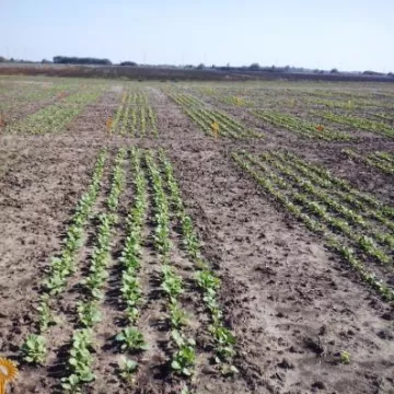 Ogled sa ozimom uljanom repicom